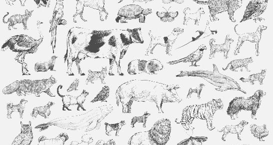 Oficina de Desenho de Animais para Crianças