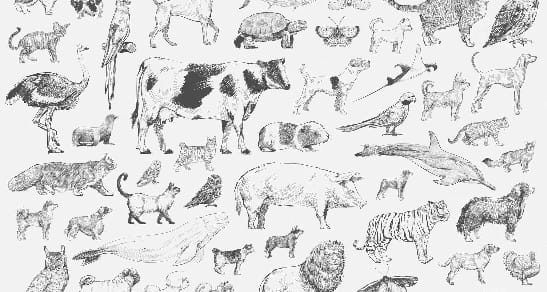 Drawing Animals Workshop for Kids