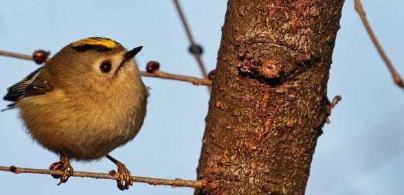 Balade – Reconnaître et attirer les oiseaux?