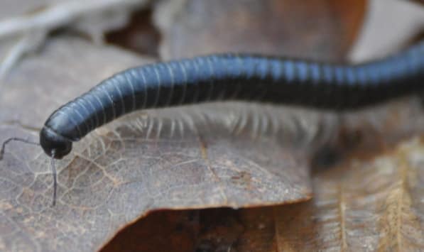 Toutes les petites bêtes du sol