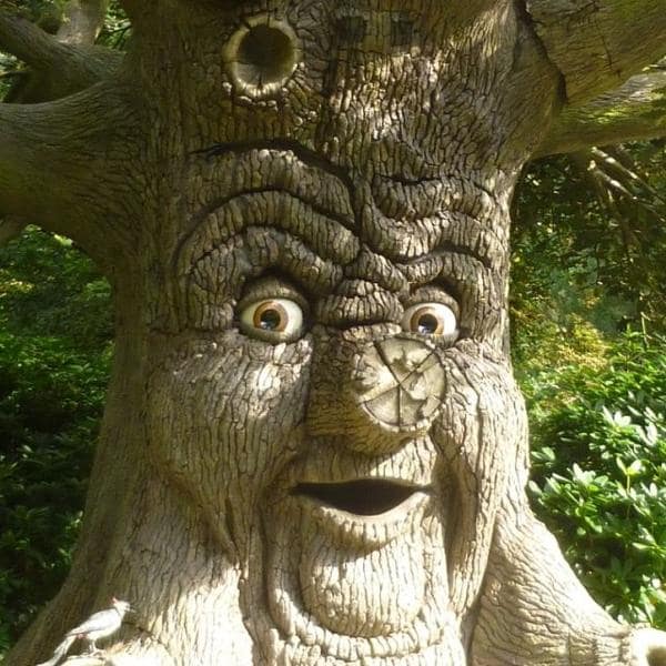 Contes arborisés et chlorophylisés