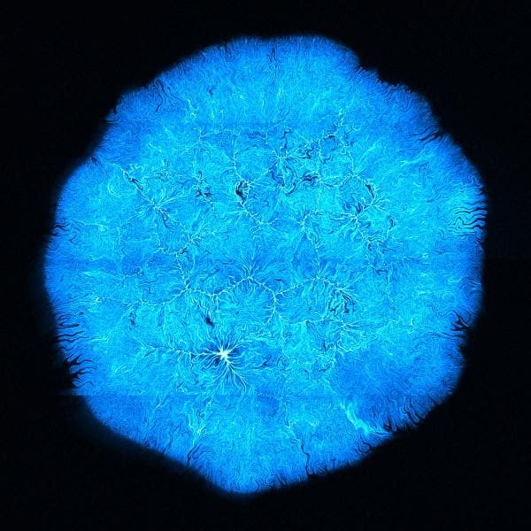 L’art des formes – Ateliers de mathématiques et microbiologie