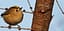 🌳 Balade – Reconnaître et attirer les oiseaux?