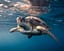 🎵 Concert’EAU – La tortue symphonique