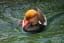 🌳 Animation famille – Les ailes du LĂ©man: dĂ©couvrir les oiseaux du lac