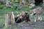 Juraparc – Restaurant & Parc animalier (Vallorbe)