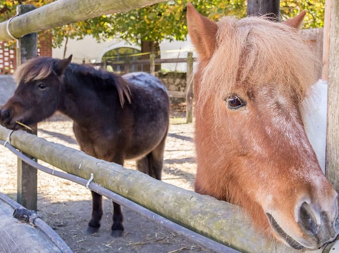 Manège de Meyrin – Stage de Pâques 2025