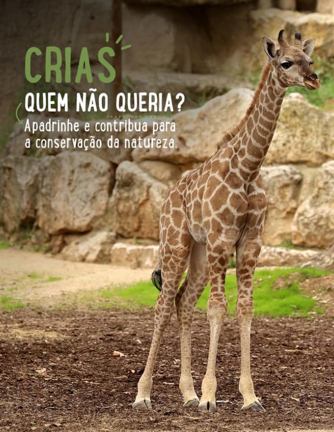 Workshop Girafas