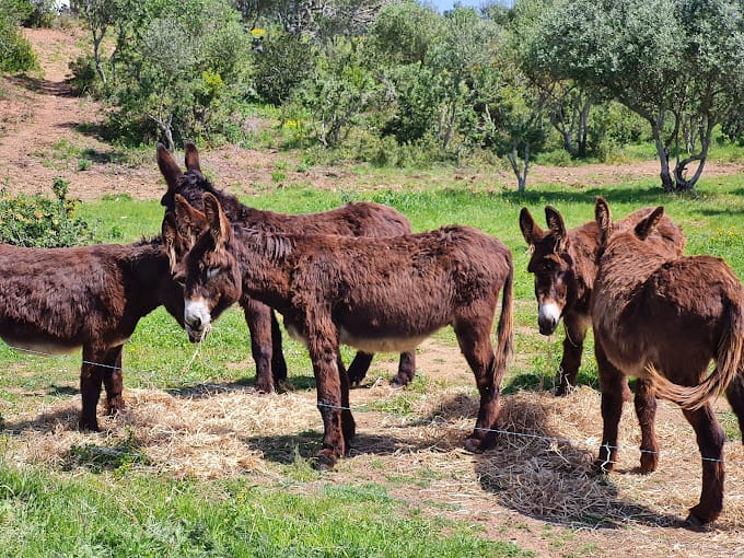 Quinta do Pisão (Cascais)