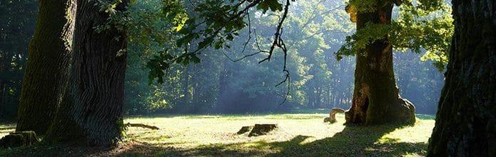 Balade «Les arbres de nos forĂȘts»