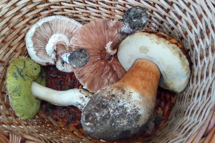 A Cozinha é um laboratório – O mundo dos cogumelos