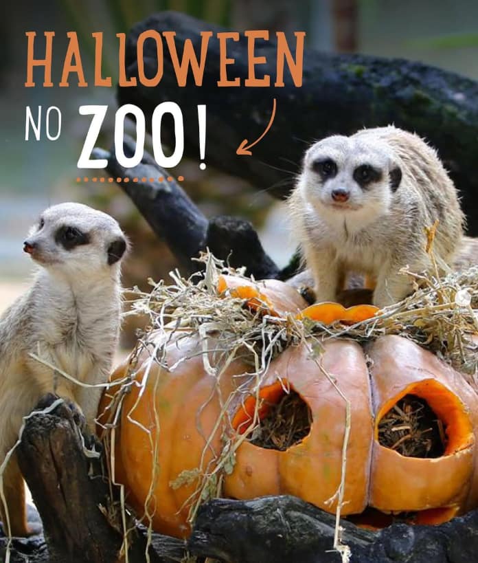 Halloween no Zoo