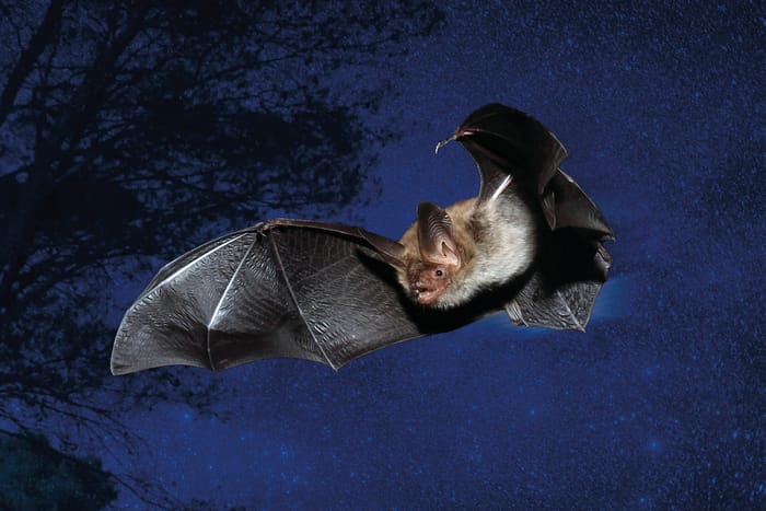 À la découverte des chauves-souris