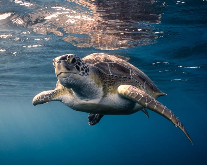 Concert'EAU – La tortue symphonique