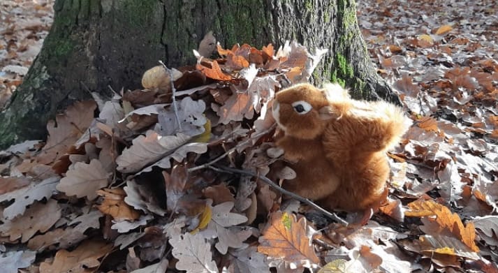 Ecureuils en vue! – Sortie Panda Club Genève