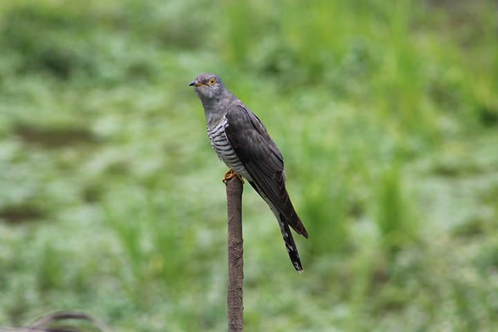 A Família do Cuco Não Mora Aqui, Mas Deixou Uma Prenda!