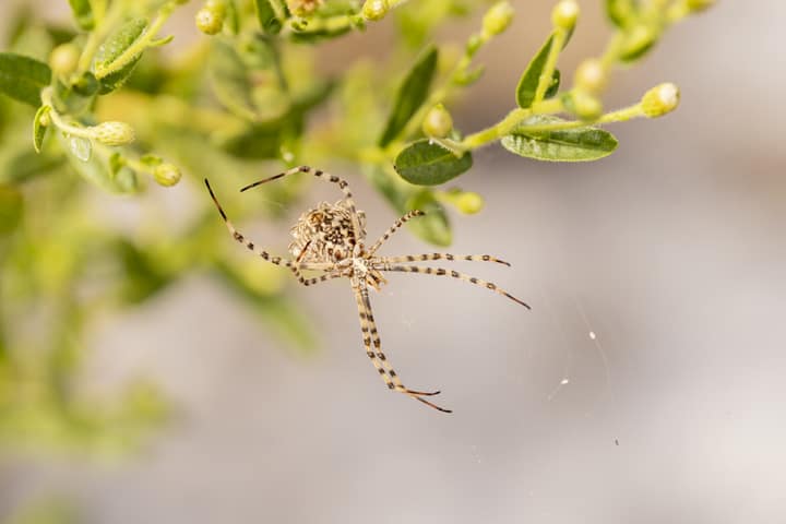 O Grande Quiz da Biodiversidade