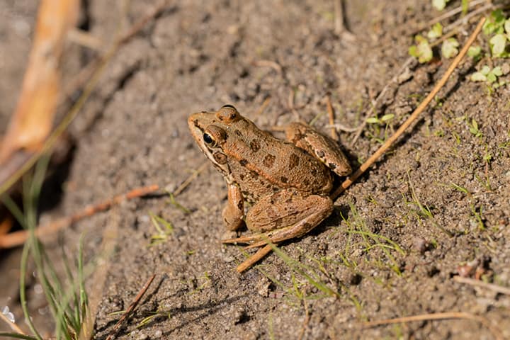 Os Sons do Parque Metropolitano da Biodiversidade