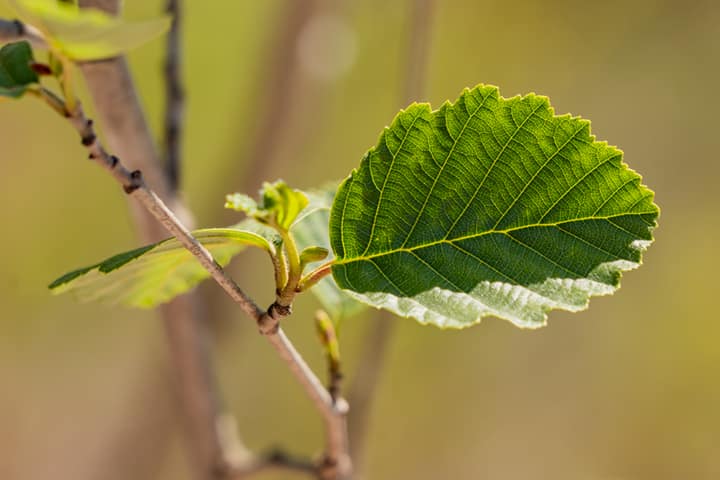Plantas ComestĂveis e Medicinais do Parque