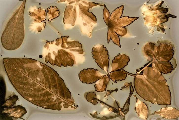 A magia fotográfica das plantas – Oficina de fitografia