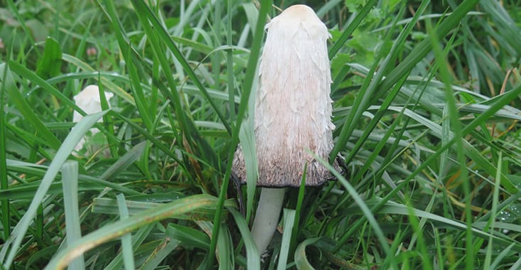 Atelier «Champignons, peaux d’oignons et Tataki-Zomé»