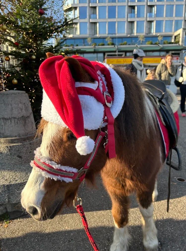 Noël au Quai 2025 – Balades à poney