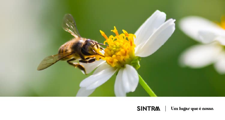 Conto/Ateliê «A abelha»