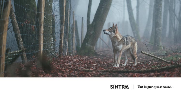 Conto/Ateliê – O lobo que encontrou a amizade