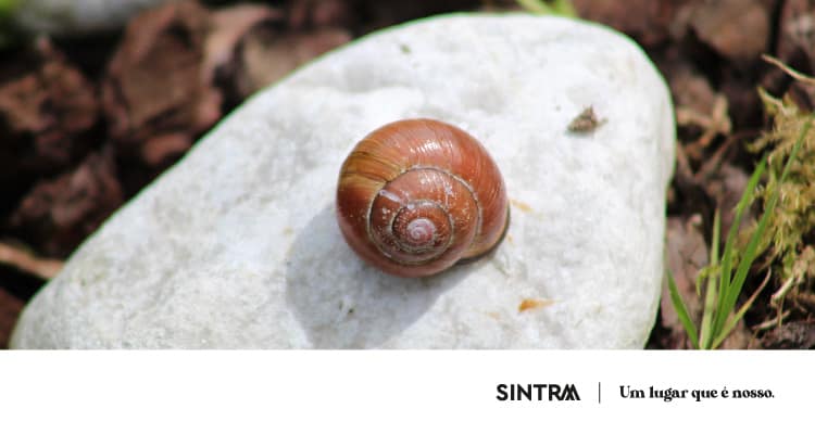 Conto/Ateliê «Lar Doce Lar»