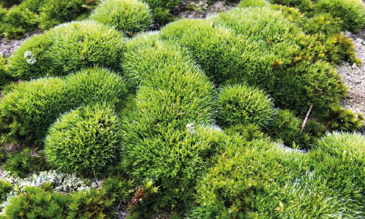 Minuscules mousses sous la loupe