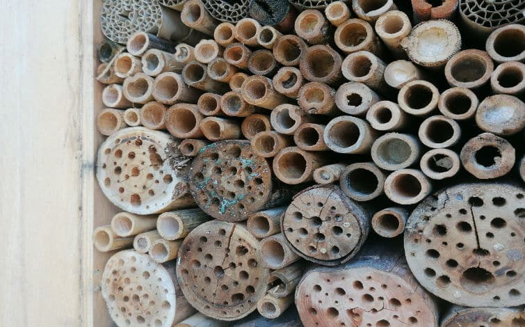 Um hotel de insetos – Visita-oficina