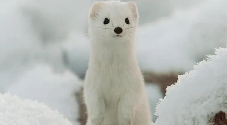 Camouflage d'hiver – Sortie Panda Club Genève