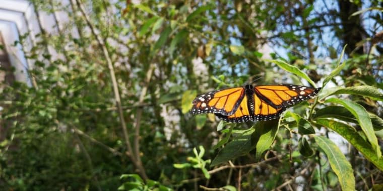 Workshop «Fotografia de Borboletas e Lagartas»