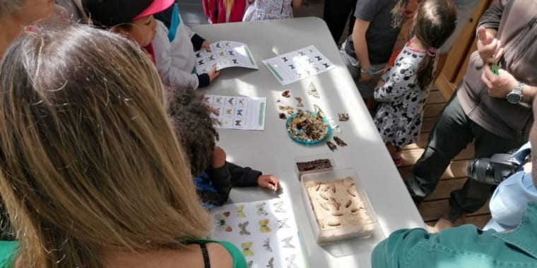 Workshop «Identificação de Borboletas»