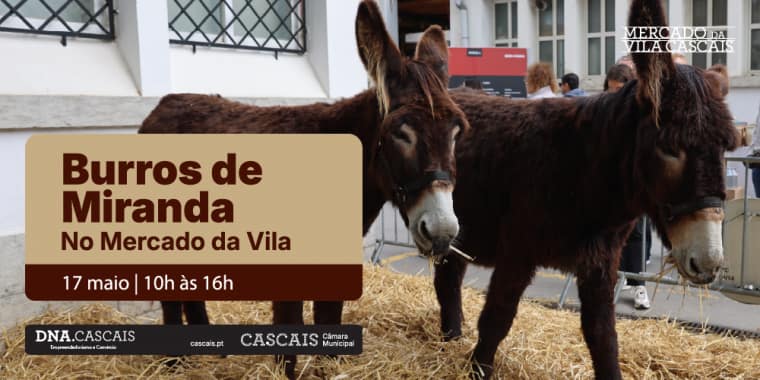 Burros de Miranda no Mercado da Vila