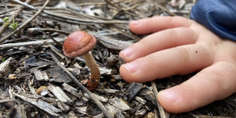 CaƧa ao Tesouro na Natureza