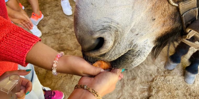 Caça às cenouras perdidas!