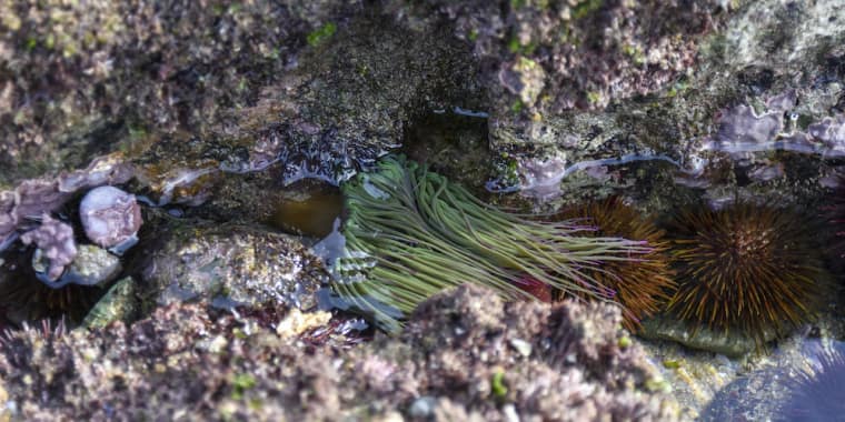 Dia Marítimo Europeu – Passeio à Área Marinha Protegida das Avencas