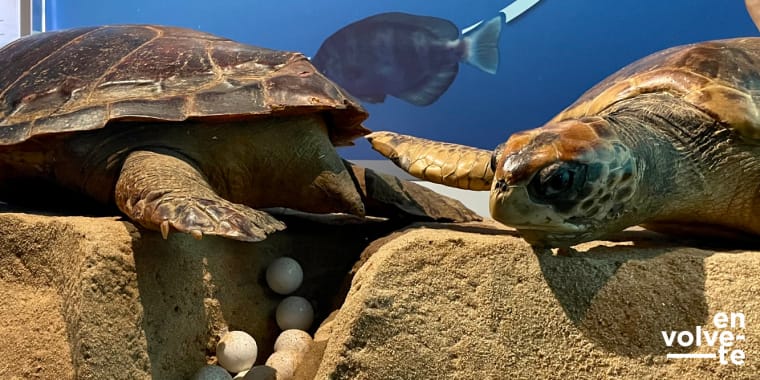 FĂ©rias no Bairro â O Ovo Estranho, visita-ateliĂȘ no Museu do Mar Rei D. Carlos