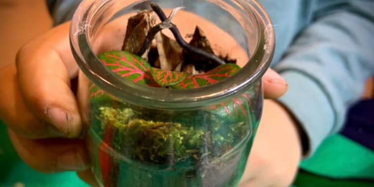 Micropaisagismo – Crie a Sua Obra de Arte Viva em Miniatura