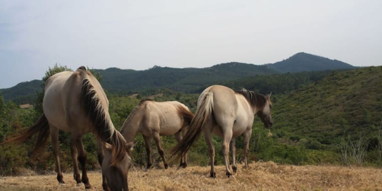 Nos Trilhos dos Cavalos do Sorraia da Quinta do Pisão