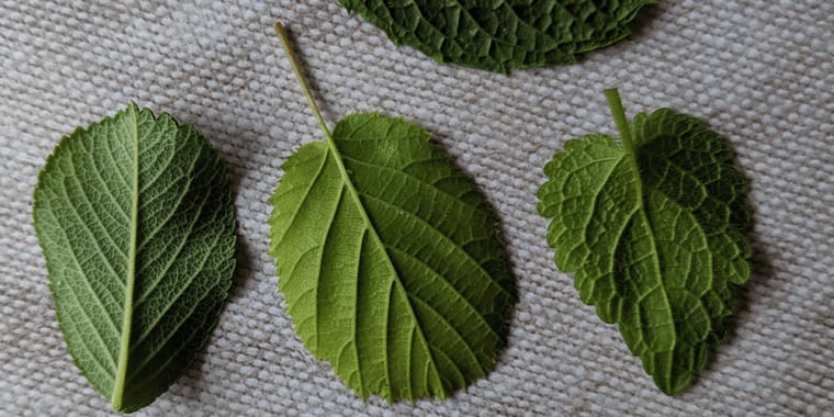 Oficina de Moldes Naturais – Fósseis