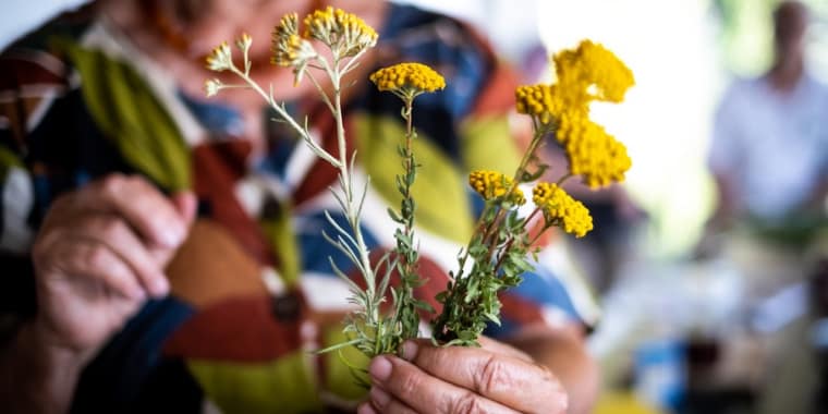 Passeio «Plantas alimentares, silvestres e cultivadas»