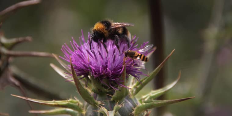 Passeio de observação de Polinizadores