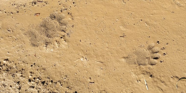 Passeio interpretativo «IndĂcios de presença de MustelĂdeos»