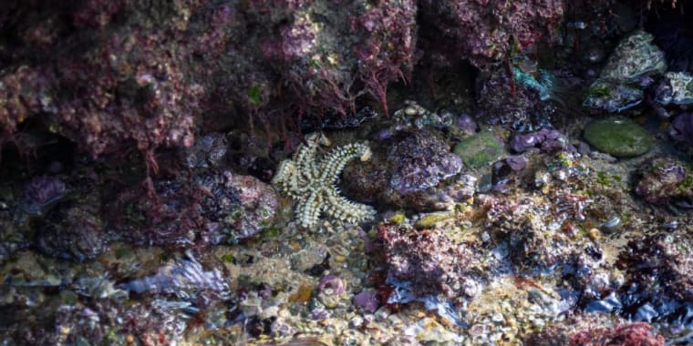 Passeio na Área Marinha Protegida das Avencas