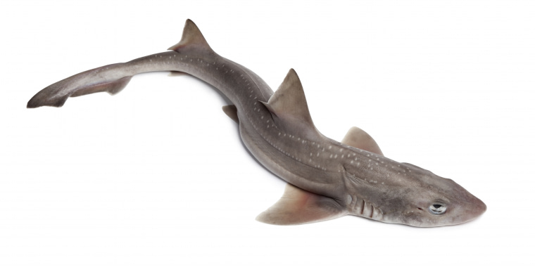 Pata-Roxa, o tubarĂŁo mais pequeno da Europa!