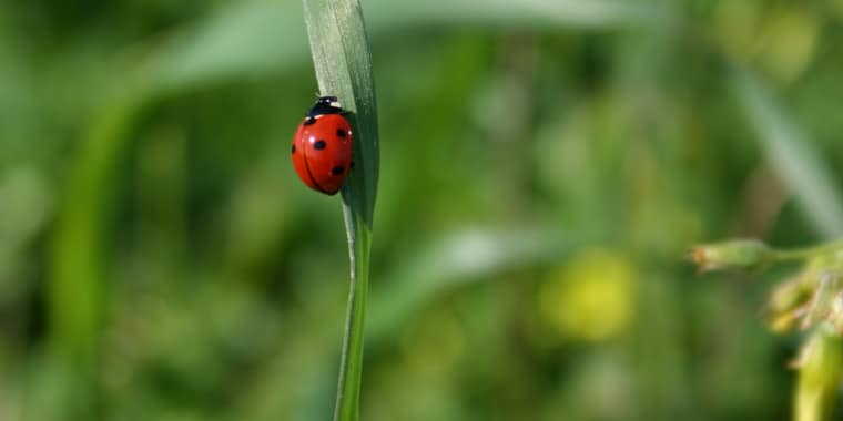 Teatro interativo – Os Amigos da Horta Biológica