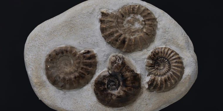 Workshop «Vamos viajar no tempo?»