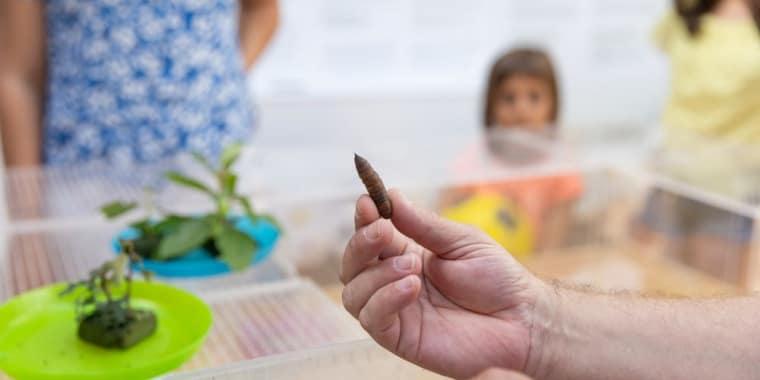 Visita guiada ao Borboletário – As Máscaras das Lagartas